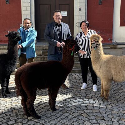 Schlosshof mit Alpakas 