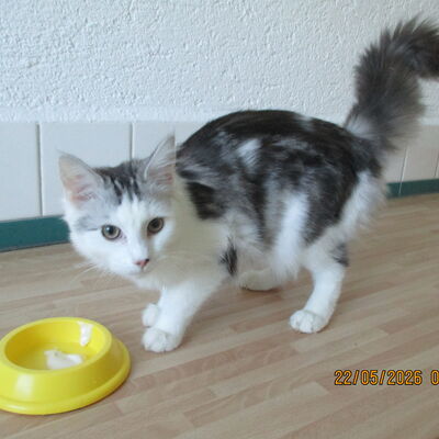 Maine Coon Katze