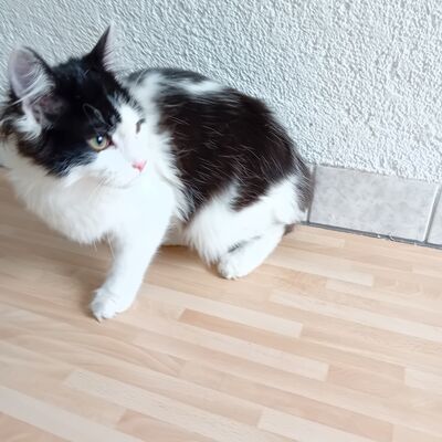 Bild vergr&ouml;&szlig;ern: Maine Coon Kater sucht neues Zuhause.