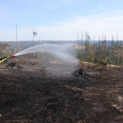 Bild vergr&ouml;&szlig;ern: Verbrannte Vegetation bei Gösselsdorf
