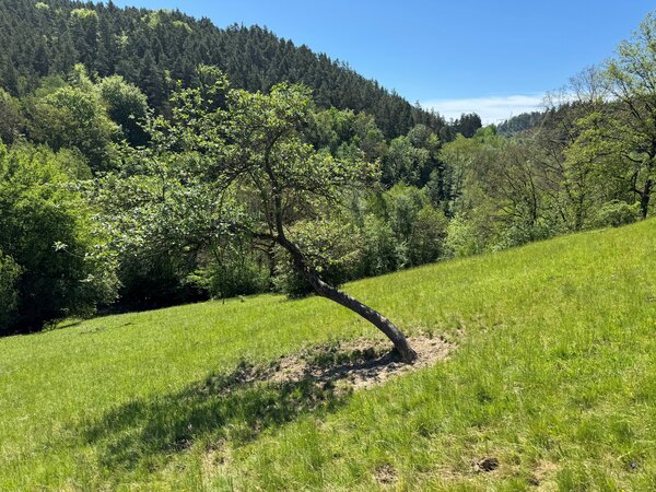 Blick auf das Heide-Gebiet