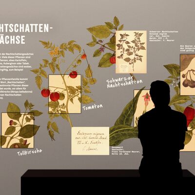 Bild vergr&ouml;&szlig;ern: Nachtschattengewäsche in der naturhistorischen Ausstellung im Thüringer Landesmuseum Heidecksburg