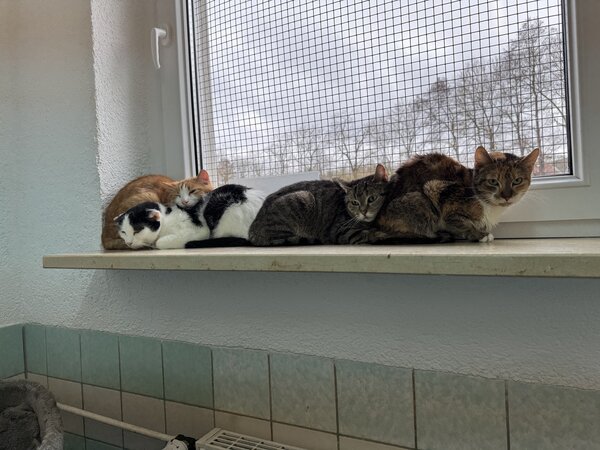 Katzen im Tierheim suchen ein neues Zuhause.
