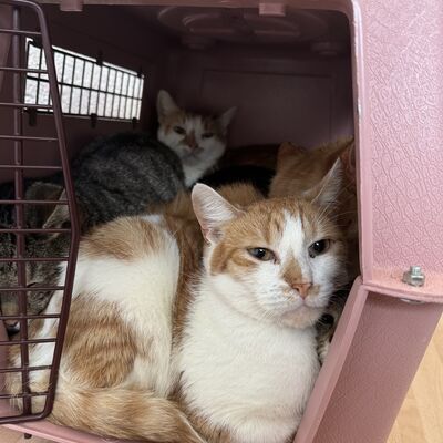 Bild vergr&ouml;&szlig;ern: Katzen im Tierheim suchen ein neues Zuhause.