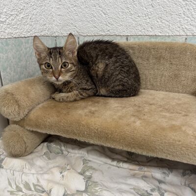 Bild vergr&ouml;&szlig;ern: Kitten im Tierheim sucht ein neues Zuhause.